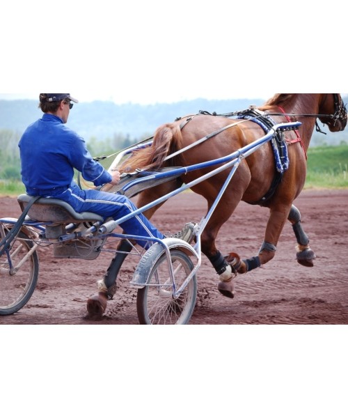POLAR EQUINE diržas žirgui