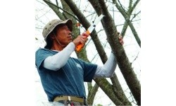 Folding Hand Saw Silky Gomboy Curve 300-8