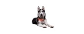 Dog Sports